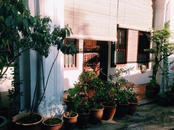 Potted plants in backyard