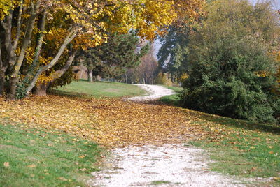 Road amidst trees in forest during autumn