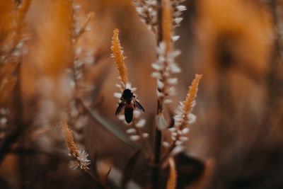 Close-up of bee pollinating flower