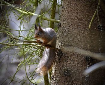 Squirrel on tree trunk