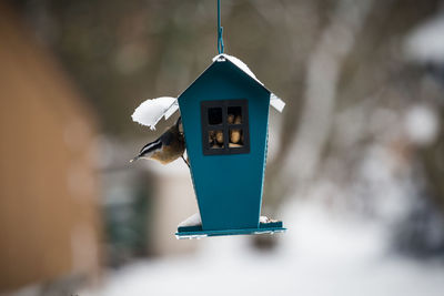 Close-up of nuthatch bird perching on bird feeder to eat during winter