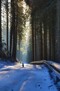 Trees on snow covered land during winter