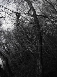 Low angle view of tree against sky