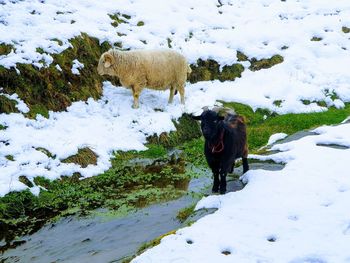 View of livestock on snow covered land
