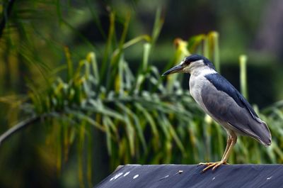 Close-up of gray heron perching on a plant