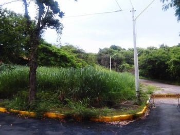 Footpath amidst trees