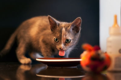 Close up of a two color face kitty drinking milk with her tongue out