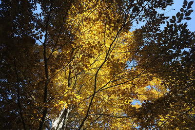 Low angle view of trees against sky during autumn