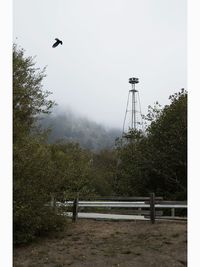 Trees in foggy weather