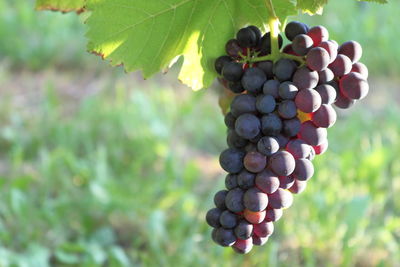 Close-up of grapes hanging on tree