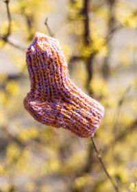 One lost knitted baby sock hangs on a branch. national lost sock memorial day concept.