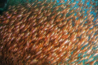 Full frame shot of fish underwater