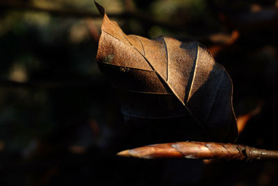 Close-up of dry leaves