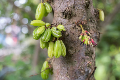 Close-up of fruits growing on tree trunk