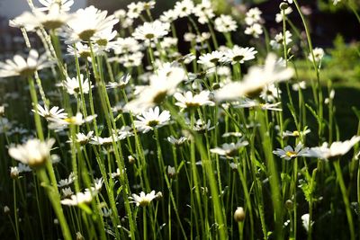 Close-up of flowers blooming on field