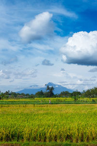 Scenic view of agricultural field against sky