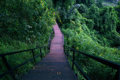 Long wooden staircase in the middle of the forest photo