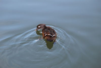 Close-up of duck swimming in lake