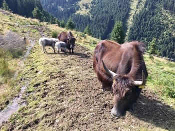 High angle view of highland cattle walking on mountain