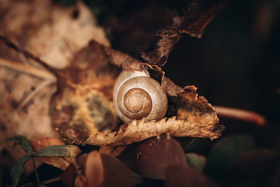 Close-up of snail