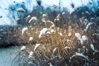 Close-up of frozen plant on field