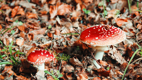 Poisonous red mushroom in aspromonte national park in calabria, italy