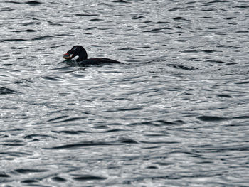 Ducks swimming in lake