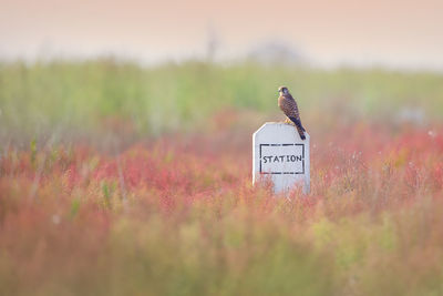 Kestrel on information sign in field