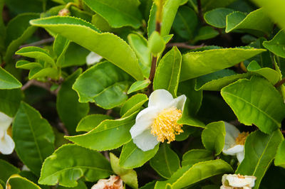 Close-up of white flowering plant
