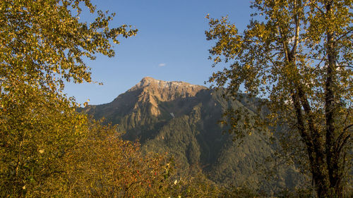 Trees in forest against sky during autumn