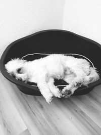 High angle view of dog