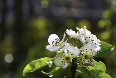 Close-up of insect on white flower