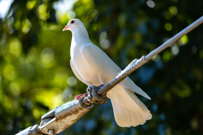 Close-up of bird perching on branch