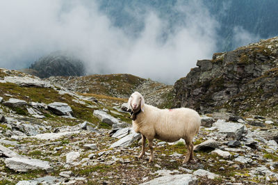 Sheep standing on rock against sky during winter