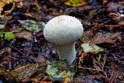 mushroom