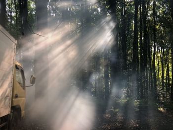 Panoramic shot of trees in forest