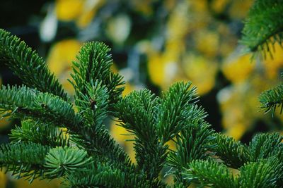 Close up of leaves