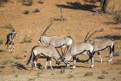 Antelope fighting in desert