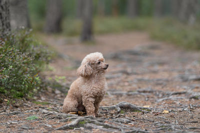 A toy poodle dog is sitting in the autumn forest
