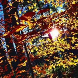 Sun shining through trees