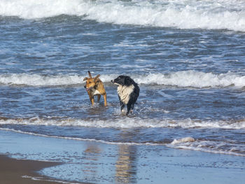 Dog running on beach