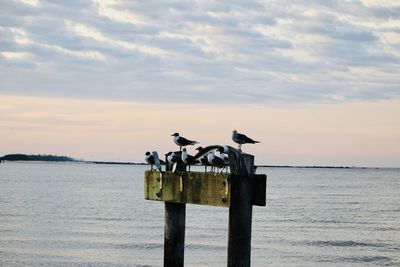 Seagull perching on wooden post in sea against sky