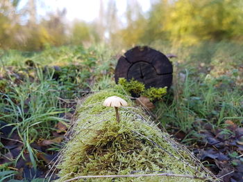 Close-up of mushroom growing on field