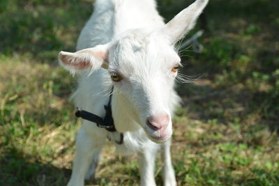 Portrait of goat on field