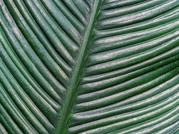 Full frame shot of leaf