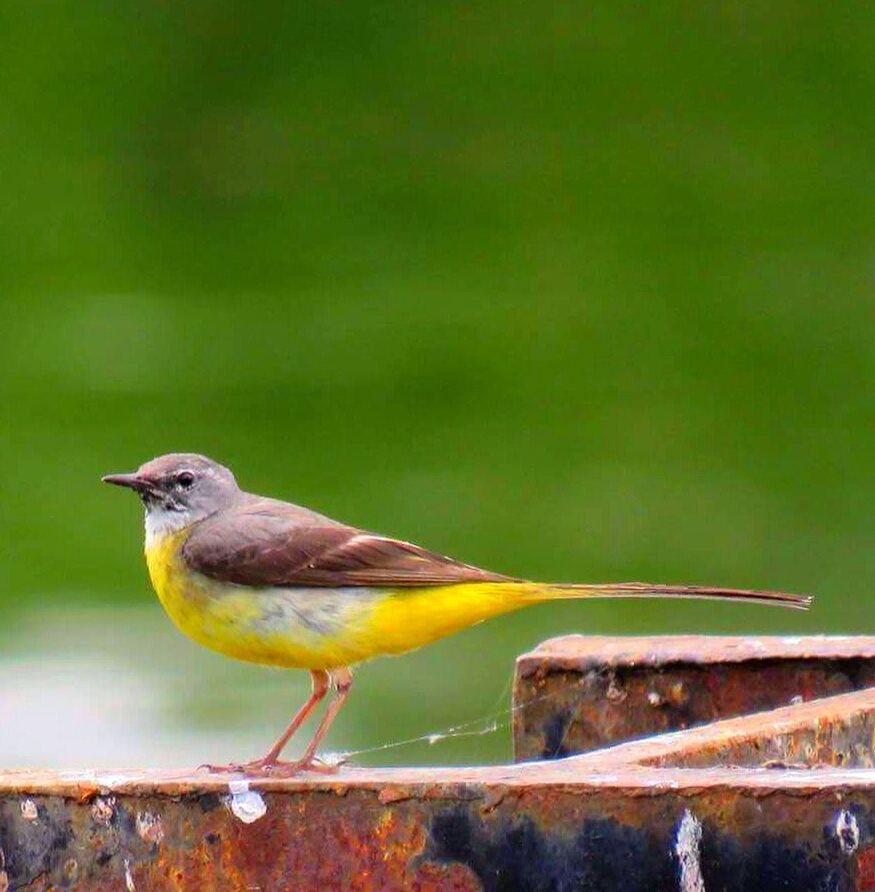 BIRD PERCHING ON METAL