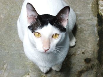 Close-up portrait of cat