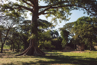 Trees on field against sky