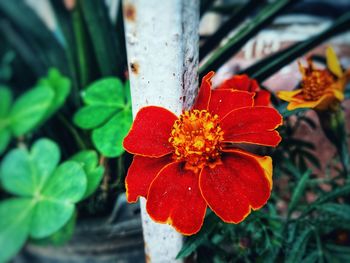 Close-up of red flowering plant