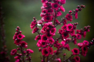 Close-up of pink flowers